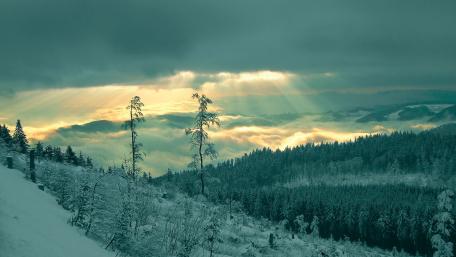 Winter Sunlight Over Snowy Forest wallpaper