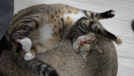 Relaxed Cat Lounging in Cozy Bed wallpaper