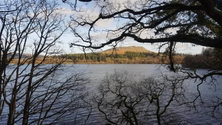 Lake Trees wallpaper