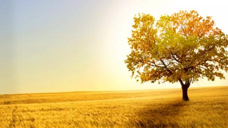 Fall tree in yellow field wallpaper