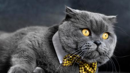 Elegant British Shorthair Cat in Bow Tie wallpaper