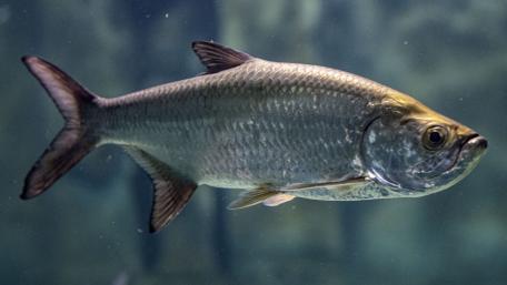 Cool Tarpon wallpaper