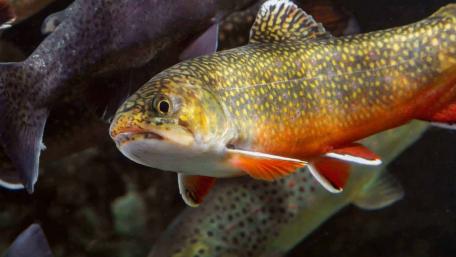 Brook Trout wallpaper