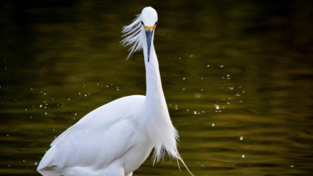 Snowy Egret wallpaper