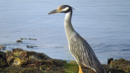 Night Heron wallpaper