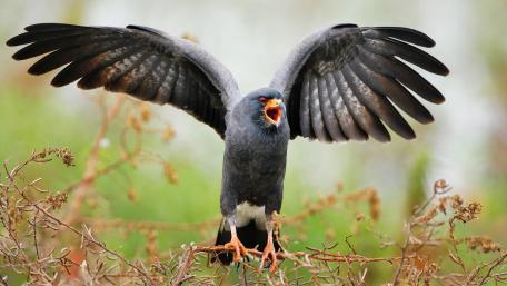 Snail Kite wallpaper