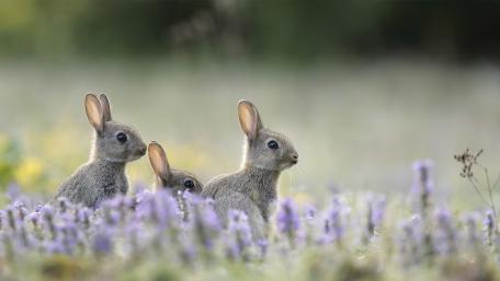 Bunnies wallpaper