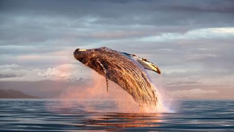 Humpback Whale's Majestic Leap wallpaper