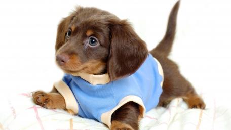 Adorable Puppy in Blue Outfit wallpaper