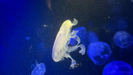 Majestic Jellyfish Swimming in the Deep Sea wallpaper