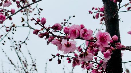 Peach blossom wallpaper