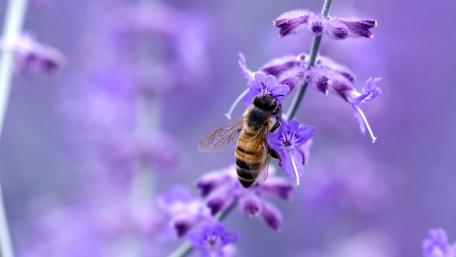 Bee on Vibrant Purple Flower in 4K Resolution wallpaper