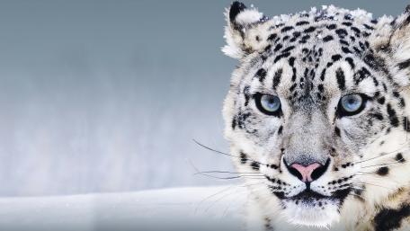 Snow Leopard's Icy Stare in 4K Clarity wallpaper