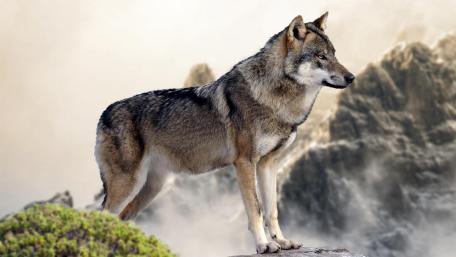 Majestic Wolf in Foggy Landscape wallpaper