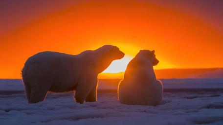 Bear Duo at Arctic Sunset wallpaper