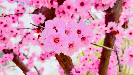Peach blossom wallpaper