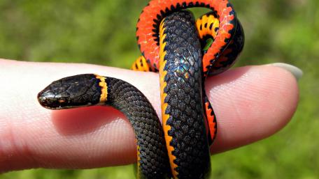 Vibrant Serpent Embracing Fingertip in Nature's Beauty wallpaper