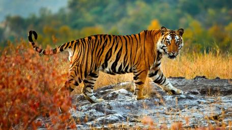 Majestic Tiger in Natural Habitat wallpaper