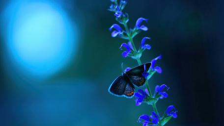 Blue Harmony in Nature's Beauty wallpaper