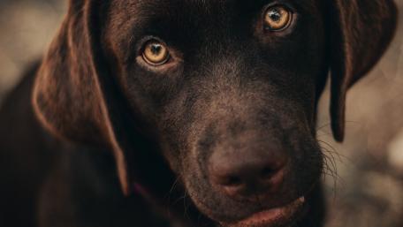 Charming Close-Up of a Playful Dog wallpaper