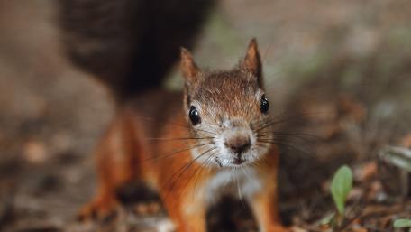Curious Squirrel in Nature Scene wallpaper