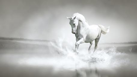 Graceful Monochrome Majesty in Motion wallpaper