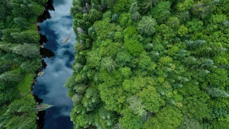 Lush Forest and Serene River Aerial View wallpaper