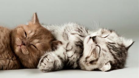 Sleeping Kittens in 4K wallpaper