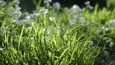 Vibrant Spring Greenery and Delicate Flowers wallpaper