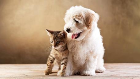 Inseparable Paws and Whiskers Unite wallpaper