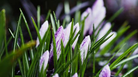 Spring's Vibrant Crocuses Blooming in 4K Beauty wallpaper