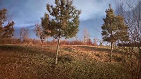 Serene Evergreen Landscape in Soft Lighting wallpaper