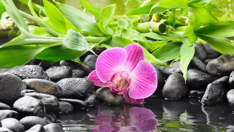 Serene Zen Garden with Pink Orchid Flower wallpaper