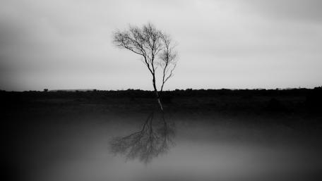 Solitary Tree in Black and White Mood wallpaper