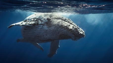 Majestic Humpback Whale Gliding Through the Ocean Depths wallpaper