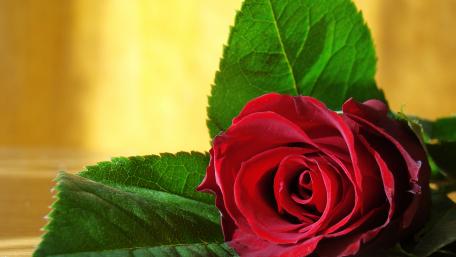 Red Rose wallpaper