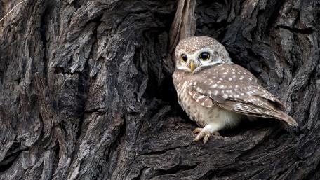 Spotted owlet wallpaper
