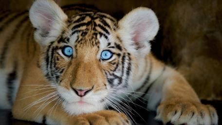 Vibrant Blue-Eyed Baby Tiger Wonderment wallpaper