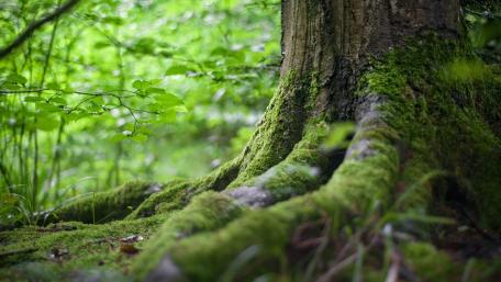 Forest moss wallpaper