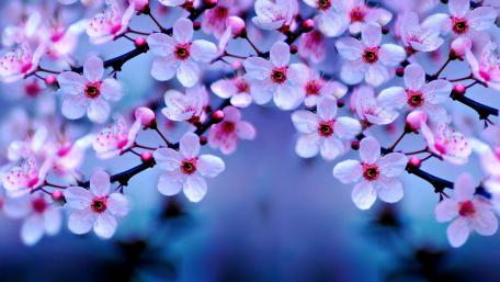 Cherry Blossoms in Full Bloom wallpaper
