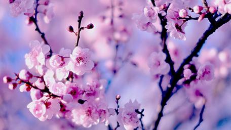 Cherry Blossoms in Springtime Splendor wallpaper