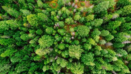 Lush Evergreen Forest Canopy from Above 8K wallpaper