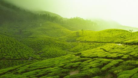 Tea Plantation wallpaper