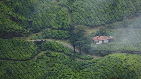Tea Plantation wallpaper