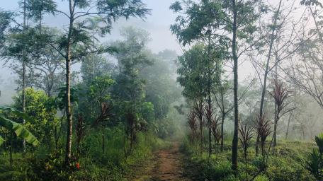 Munnar wallpaper