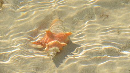 Serene Shell on Sandy Beach Below Waves wallpaper