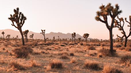 Joshua Tree National Park wallpaper