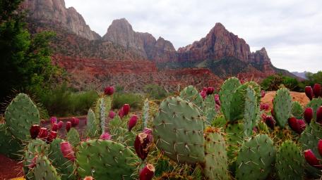 Zion National Park wallpaper
