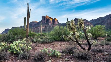 Sonoran Desert wallpaper
