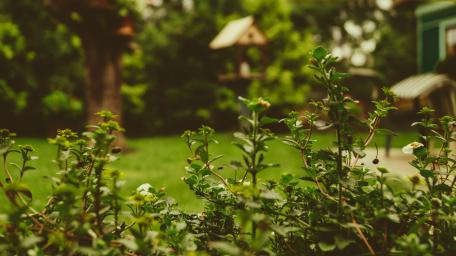 Lush Garden Serenity Wallpaper wallpaper